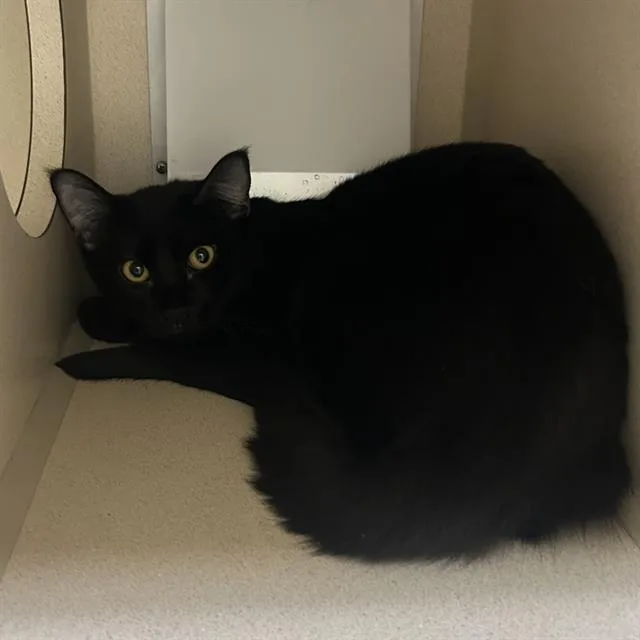 An adult small-sized female Domestic Short Hair cat named Rell for adoption in Denver, CO