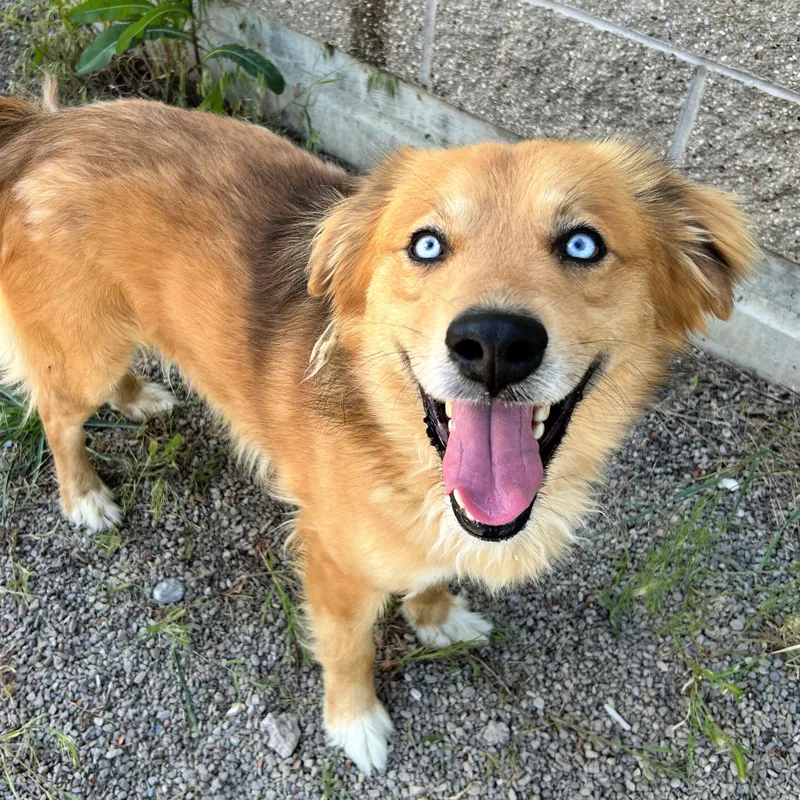A young medium-sized male Golden Retriever dog named Blaze for adoption in Lindon, UT