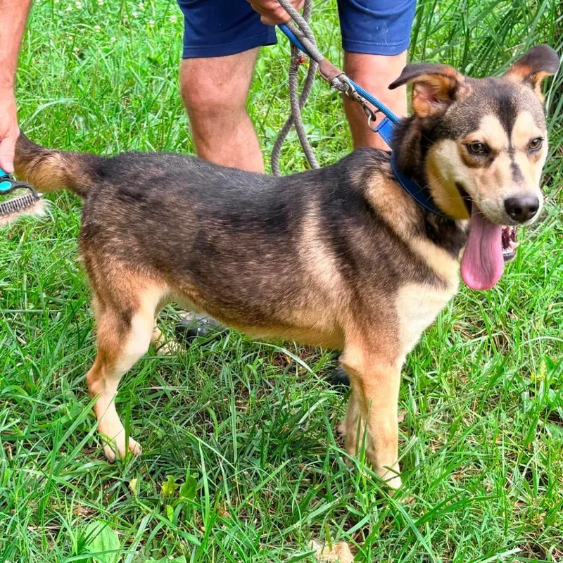 A young medium-sized male Brown / Chocolate Shepherd dog named Fred for adoption in Pittsburg, KS