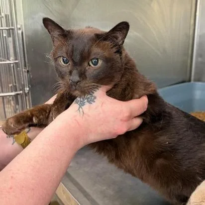 A senior medium-sized male Domestic Short Hair cat named Chino for adoption in Cumming, GA