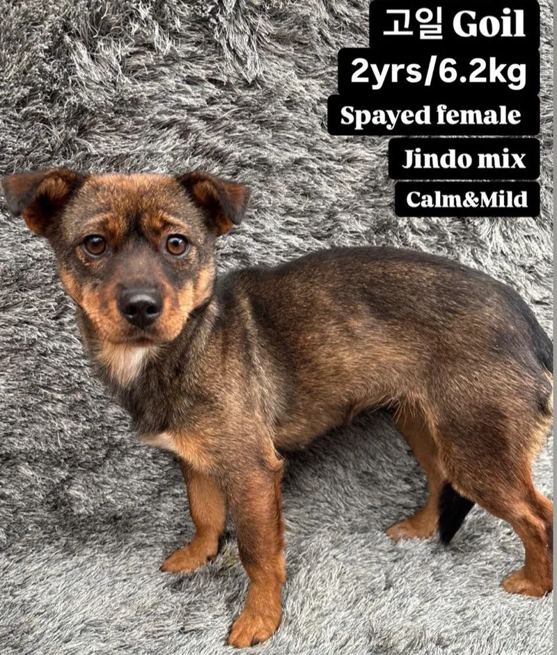 A young small-sized female Jindo dog named Goil for adoption in Long Island City, NY