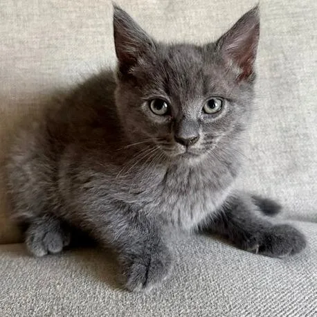 A baby small-sized female Domestic Short Hair cat named Poppy for adoption in Fairfax, VA