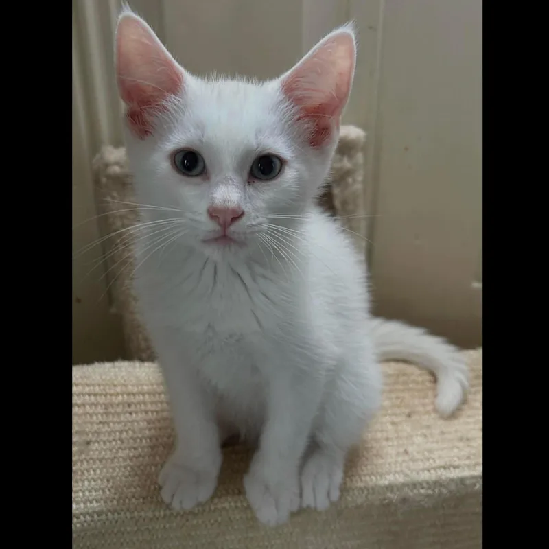 A baby medium-sized male White Domestic Short Hair cat named Mandalorian for adoption in Fairborn, OH