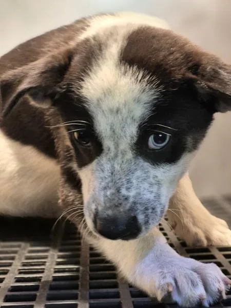 A baby small-sized female Terrier dog named Pen for adoption in Lawrenceville, GA