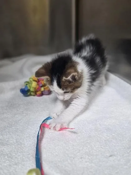 A baby small-sized male Domestic Short Hair cat named Greg for adoption in Westland, MI