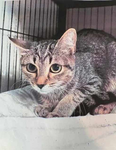 An adult medium-sized female Tabby (Brown / Chocolate) Tabby cat named Glaze for adoption in Porter, TX