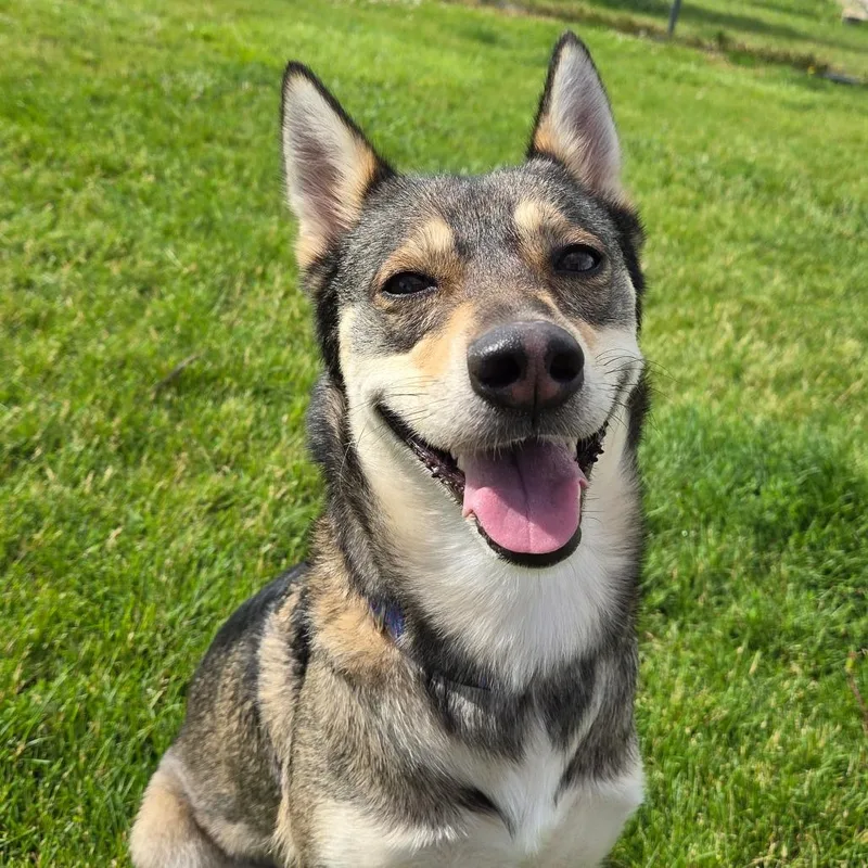An adult medium-sized female Brown / Chocolate Shepherd dog named Emerald for adoption in Pontiac, IL