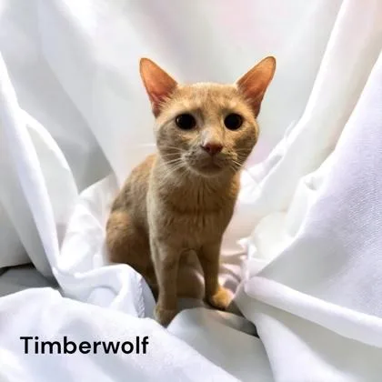Timberwolf thumbnail 2