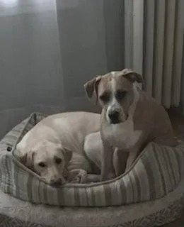 An adult large-sized female Hound dog named Arielle for adoption in Lutherville, MD