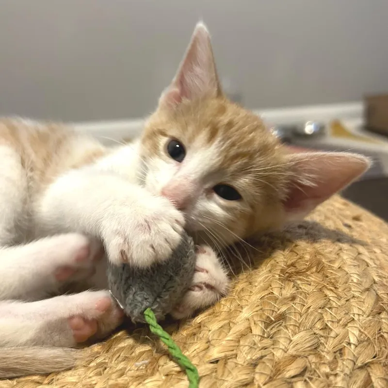 A baby small-sized male Orange / Red Domestic Short Hair cat named Thurman for adoption in Overland Park, KS