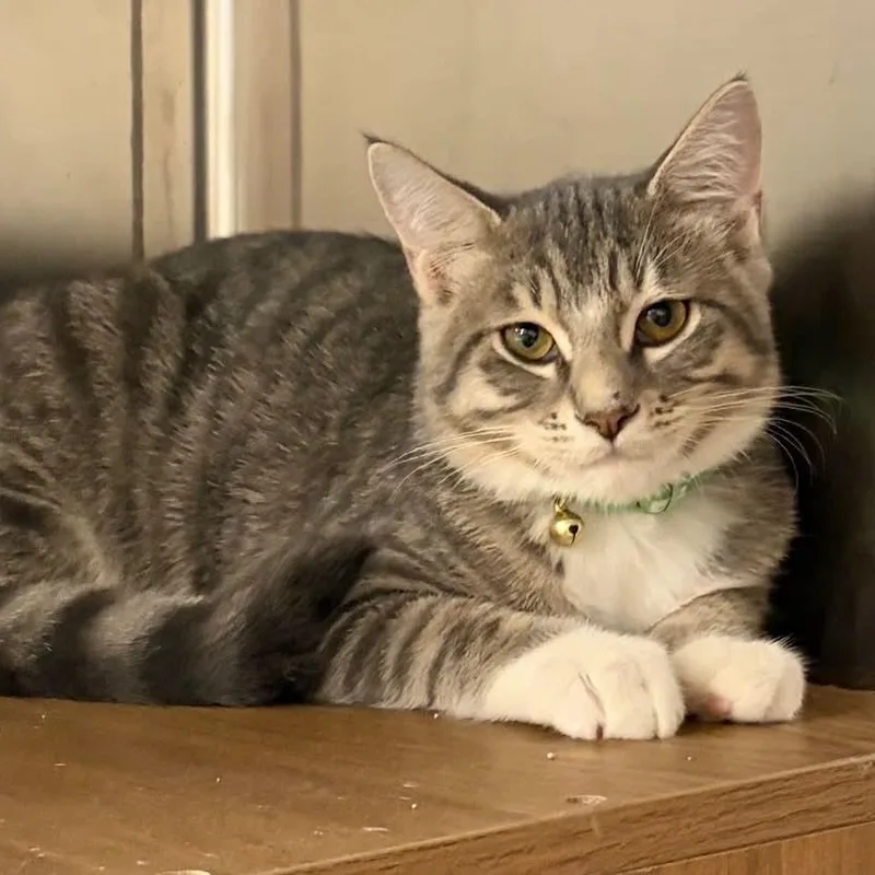 A baby small-sized male Tabby (Gray / Blue / Silver) Domestic Short Hair cat named Pinto for adoption in Antioch, CA