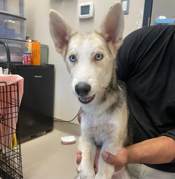 A baby medium-sized male Siberian Husky dog named Best Of The Best for adoption in El Cajon, CA
