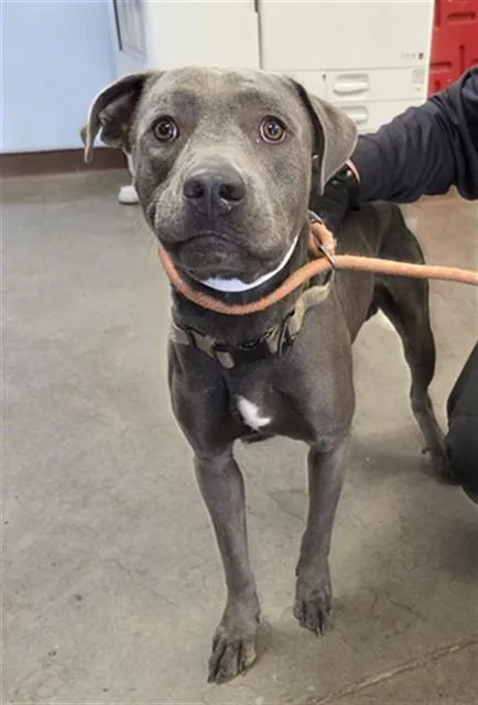 A young large-sized male American Staffordshire Terrier dog named Hamburger for adoption in Phoenix, AZ