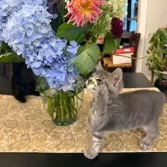 A baby small-sized male Gray / Blue / Silver Domestic Short Hair cat named Greg Stefano for adoption in Birdsboro, PA