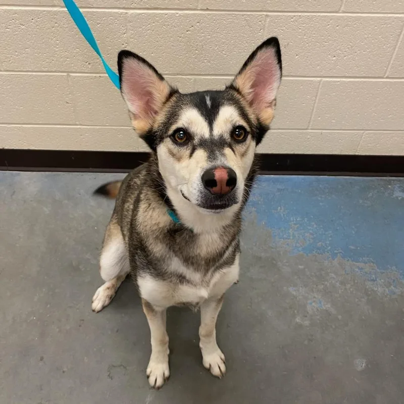 An adult large-sized female Gray / Blue / Silver Mixed Breed dog named Wyoming for adoption in Memphis, TN