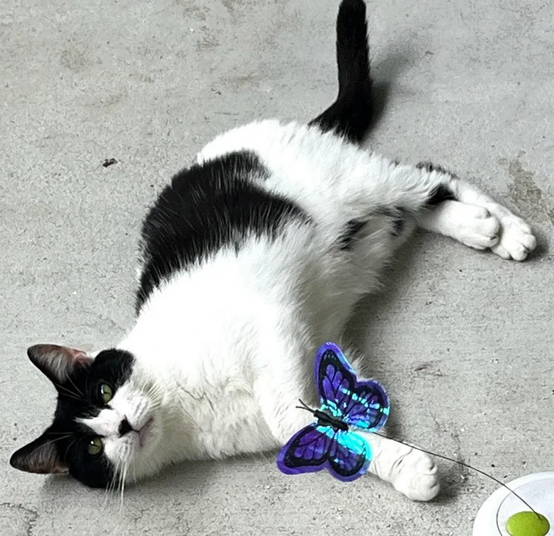 An adult medium-sized female Black & White / Tuxedo Domestic Short Hair cat named Cookie for adoption in Plantation, FL