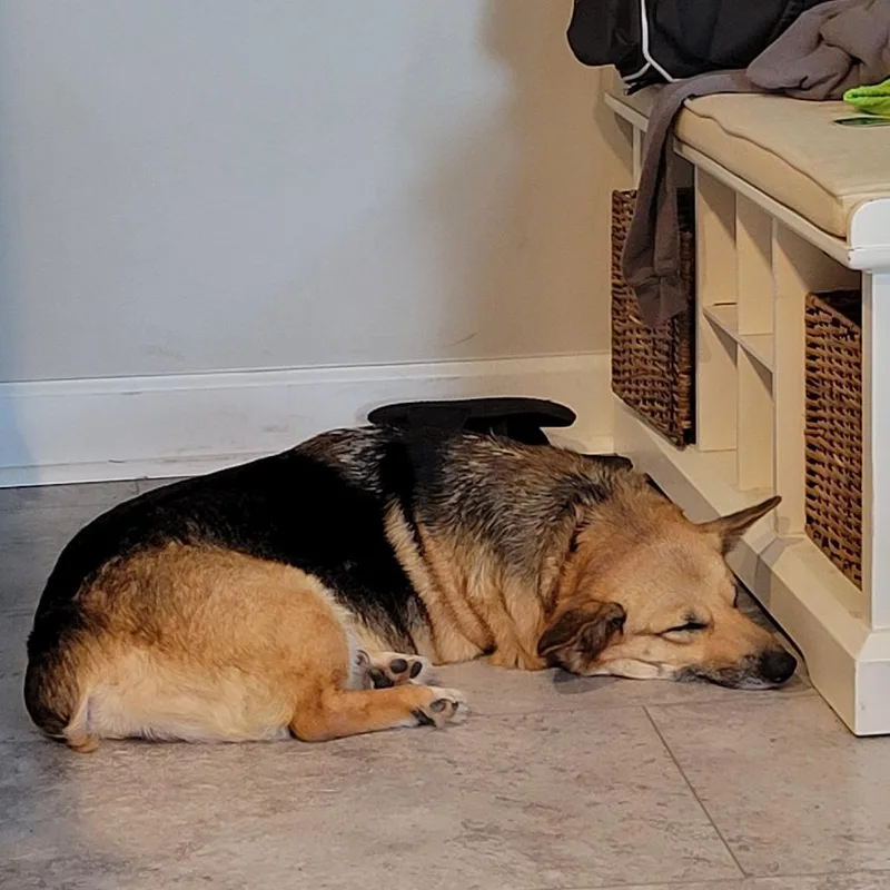 An adult medium-sized female Corgi dog named Freya for adoption in Sinking Spring, PA