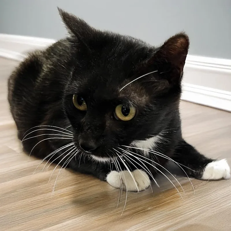 A senior medium-sized female Black Domestic Short Hair cat named Gwen for adoption in Austin, TX