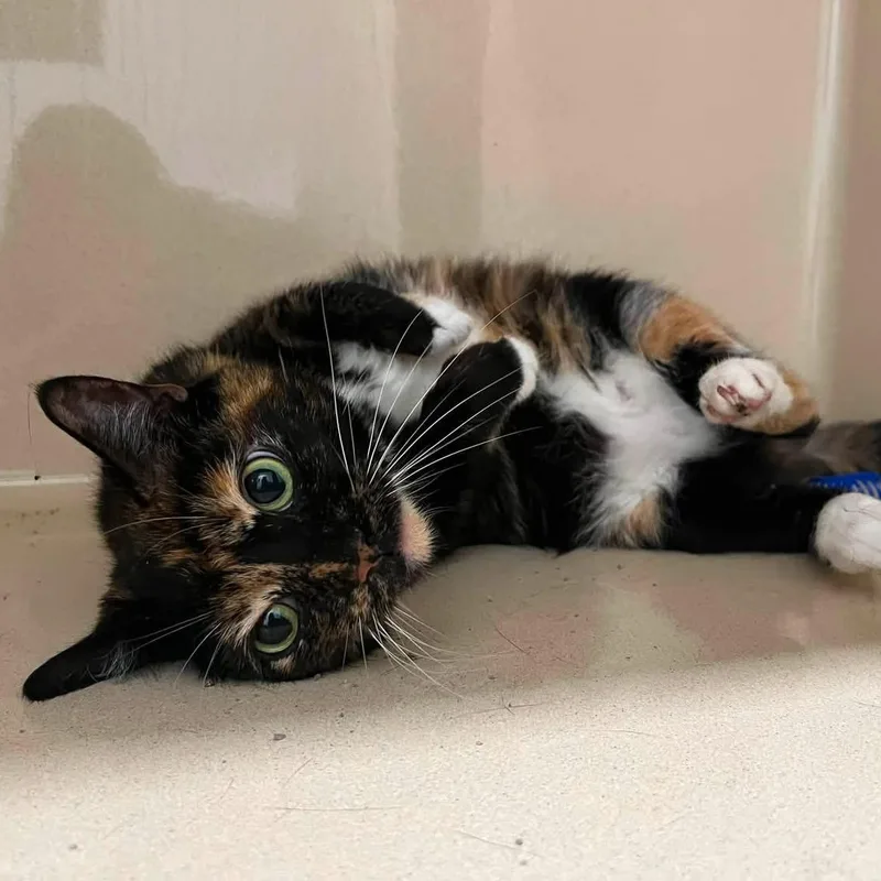 An adult medium-sized female Calico Domestic Short Hair cat named Wymm for adoption in Evanston, IL