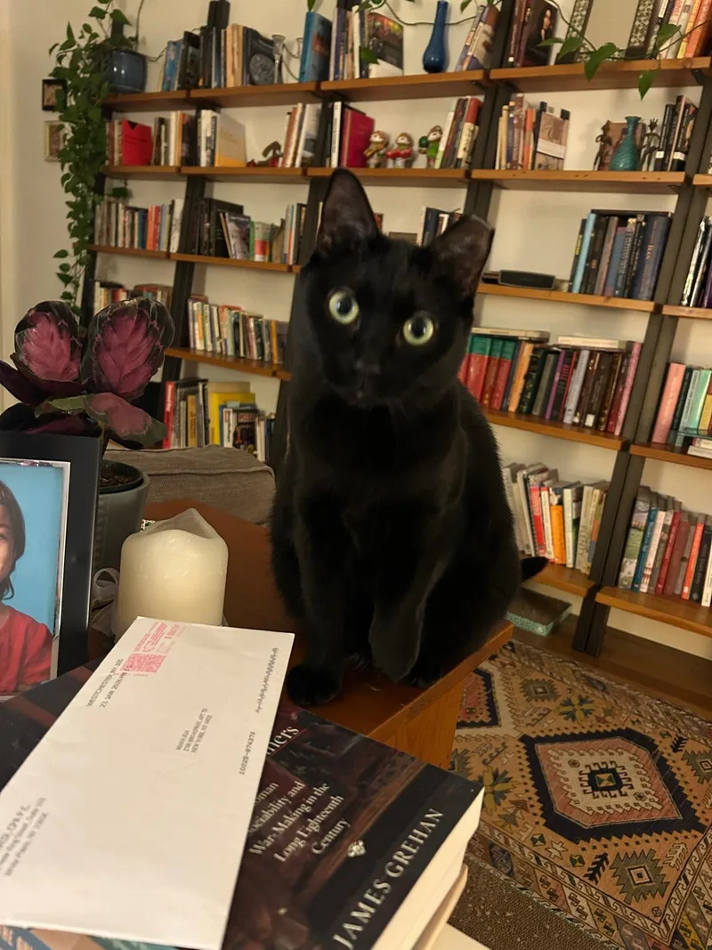 An adult medium-sized female Black Domestic Short Hair cat named Michaela for adoption in New York, NY