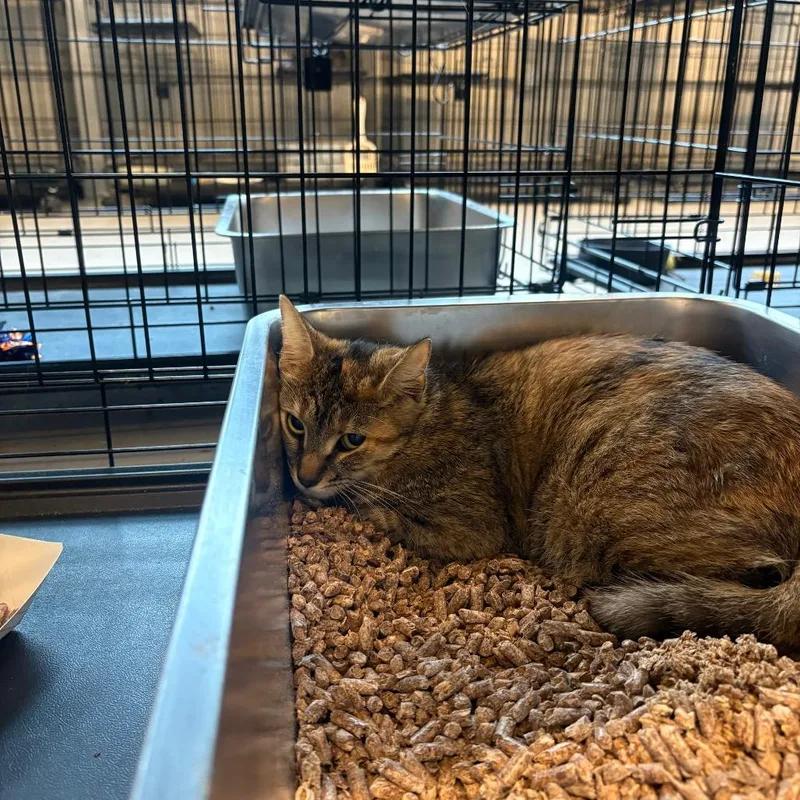 A young medium-sized female White Domestic Short Hair cat named Ariel for adoption in Huntington, WV