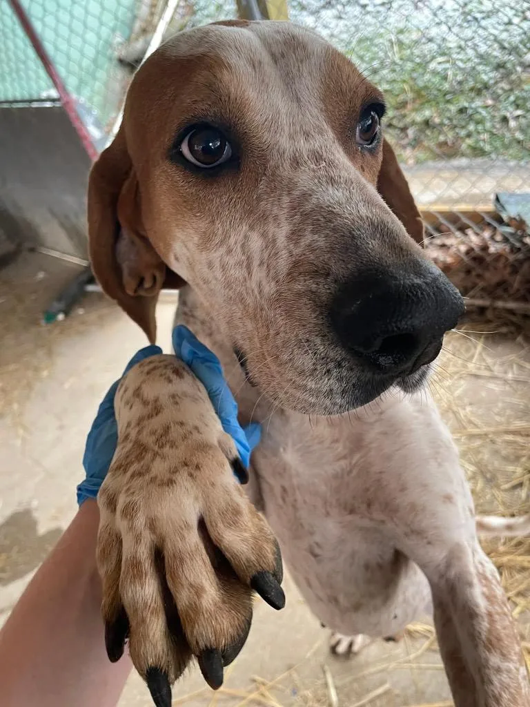 A senior large-sized male Redbone Coonhound dog named Donnie for adoption in Parsons, WV