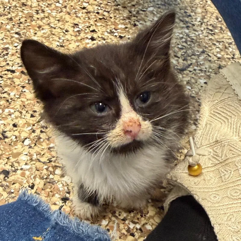 A baby small-sized female White Domestic Medium Hair cat named Jaycie for adoption in Marshall, TX