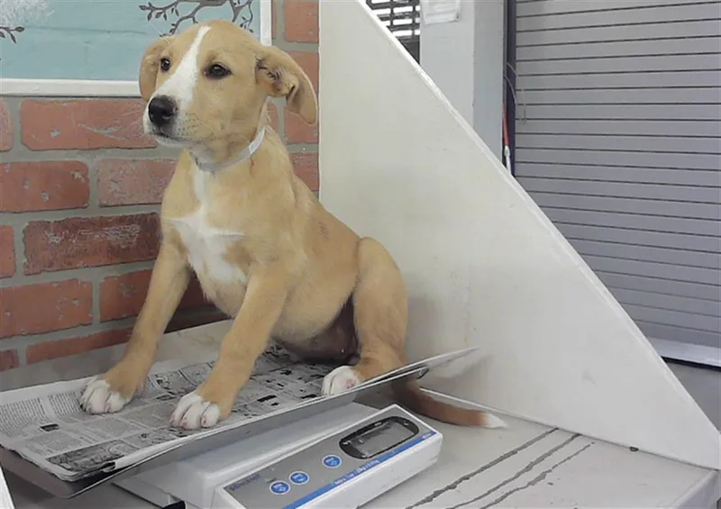 A baby small-sized female Foxhound dog named Maple for adoption in Houston, TX