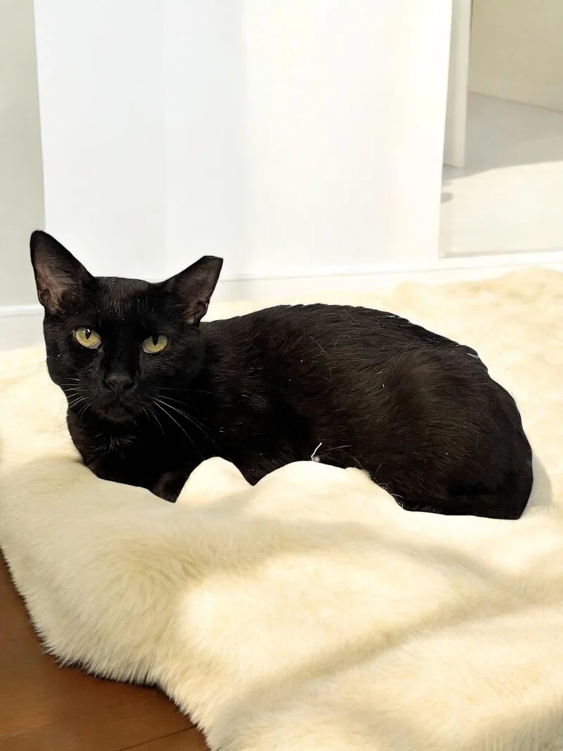 An adult medium-sized female Black Domestic Short Hair cat named Pepper for adoption in Champaign, IL