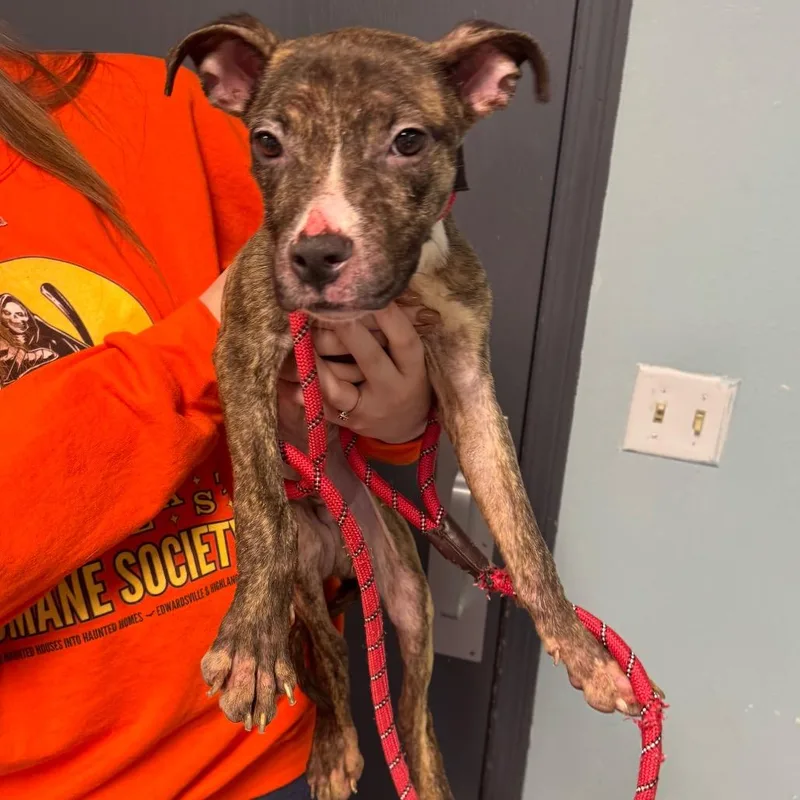 A young small-sized male Brown / Chocolate Mixed Breed dog named Bloob for adoption in Edwardsville, IL