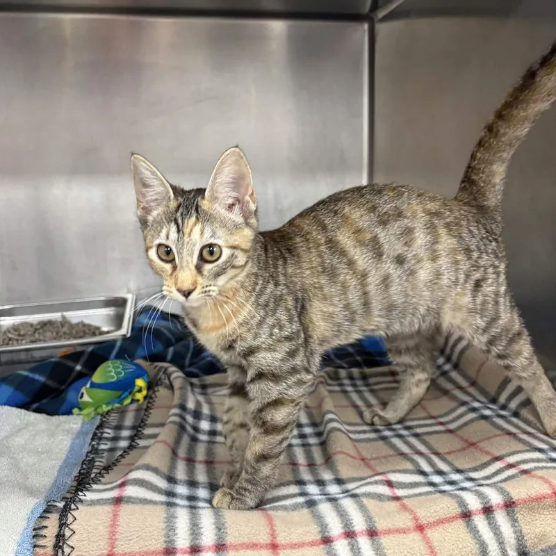 A baby small-sized female Domestic Short Hair cat named Fancy Nancy for adoption in Beaumont, TX