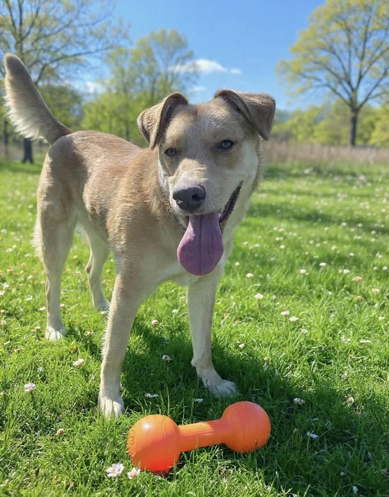 A young medium-sized female Mixed Breed dog named Junie for adoption in Westwood, NJ