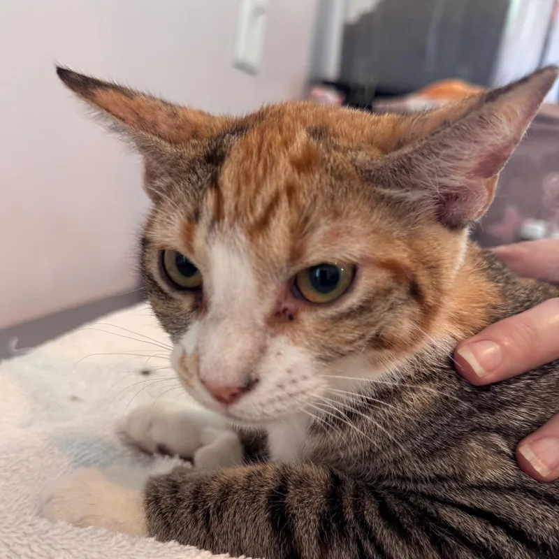 A baby medium-sized female Torbie Domestic Short Hair cat named Chalula for adoption in Salisbury, MA