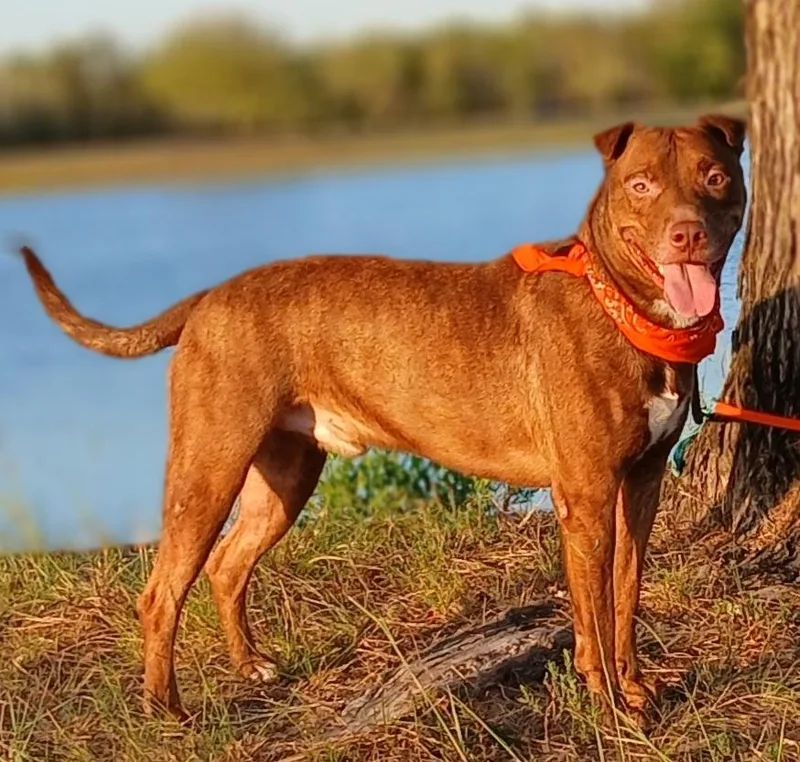 Marley  Super Sweet thumbnail 3