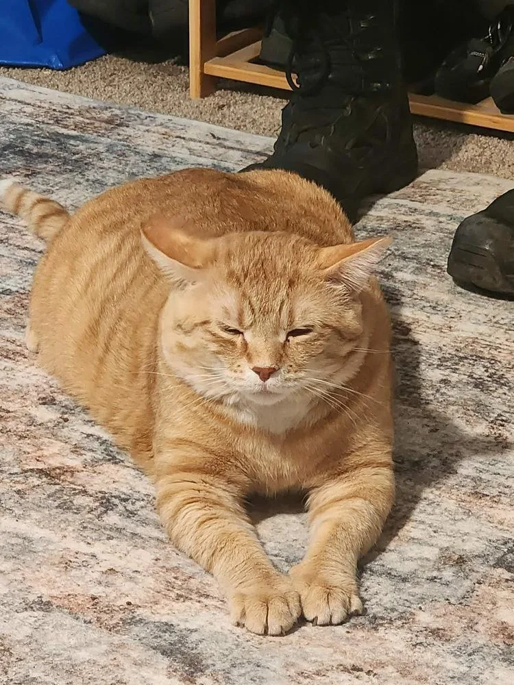 An adult large-sized male Orange & White Domestic Short Hair cat named Bowie for adoption in Carrollton, VA
