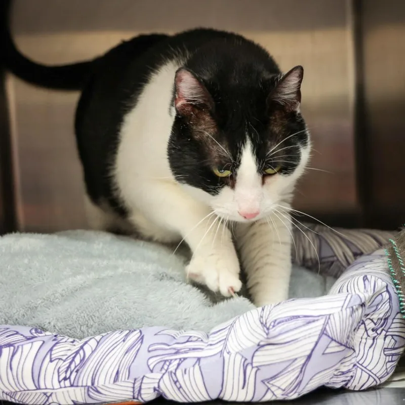 An adult extra large-sized male Black Domestic Short Hair cat named Buster for adoption in Santa Barbara, CA