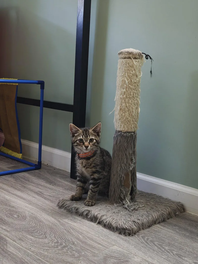 A baby medium-sized male Domestic Medium Hair cat named Jazzy for adoption in Rochester, NY