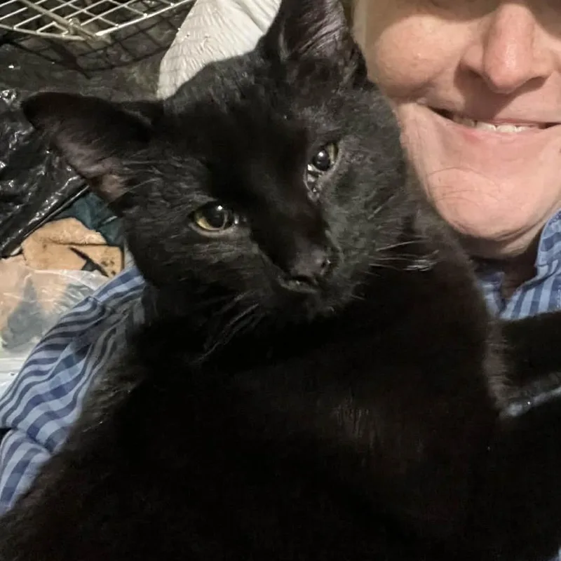 A young large-sized male Domestic Long Hair cat named Butler for adoption in mount vernon, AR