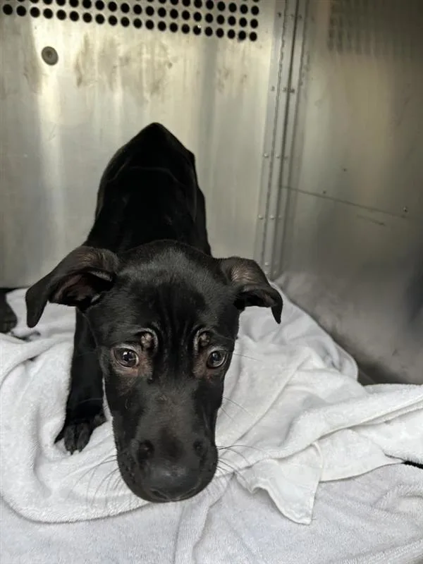 A baby small-sized male Labrador Retriever dog named Cobalt for adoption in Austin, TX