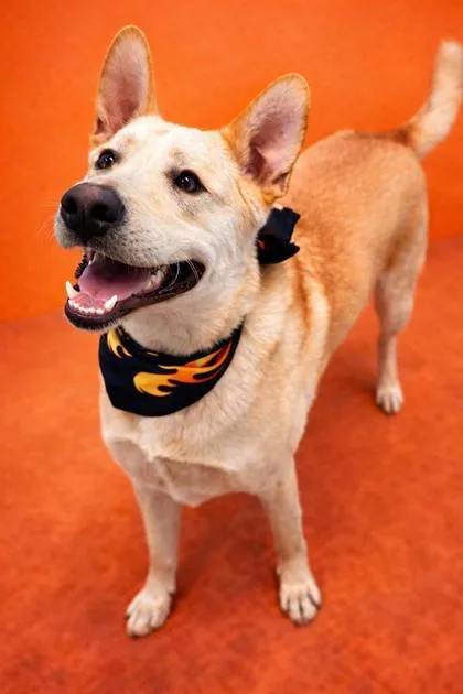 A young large-sized male Labrador Retriever dog named Stu for adoption in Seagoville, TX