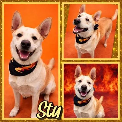 Stu thumbnail 3