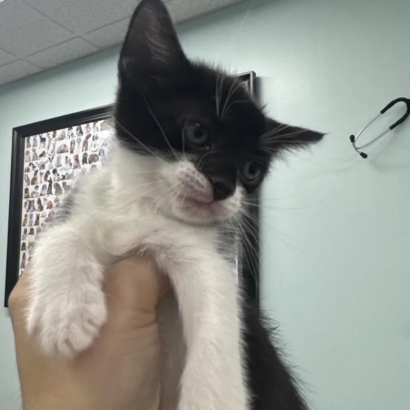 A baby small-sized female Black Domestic Short Hair cat named Alaska for adoption in Hamburg, NY