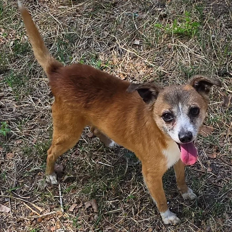 A senior small-sized male Yellow / Tan / Blond / Fawn Chihuahua dog named Bernie for adoption in Wichita, KS