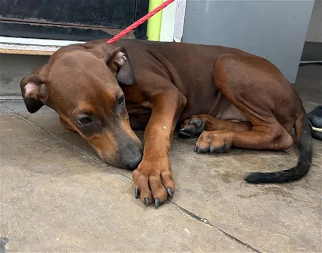 A baby medium-sized female Mixed Breed dog named Monica for adoption in Dallas, TX