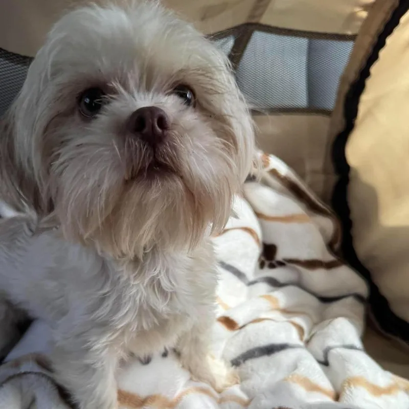 A young small-sized female Shih Tzu dog named BonBon for adoption in Houston, TX