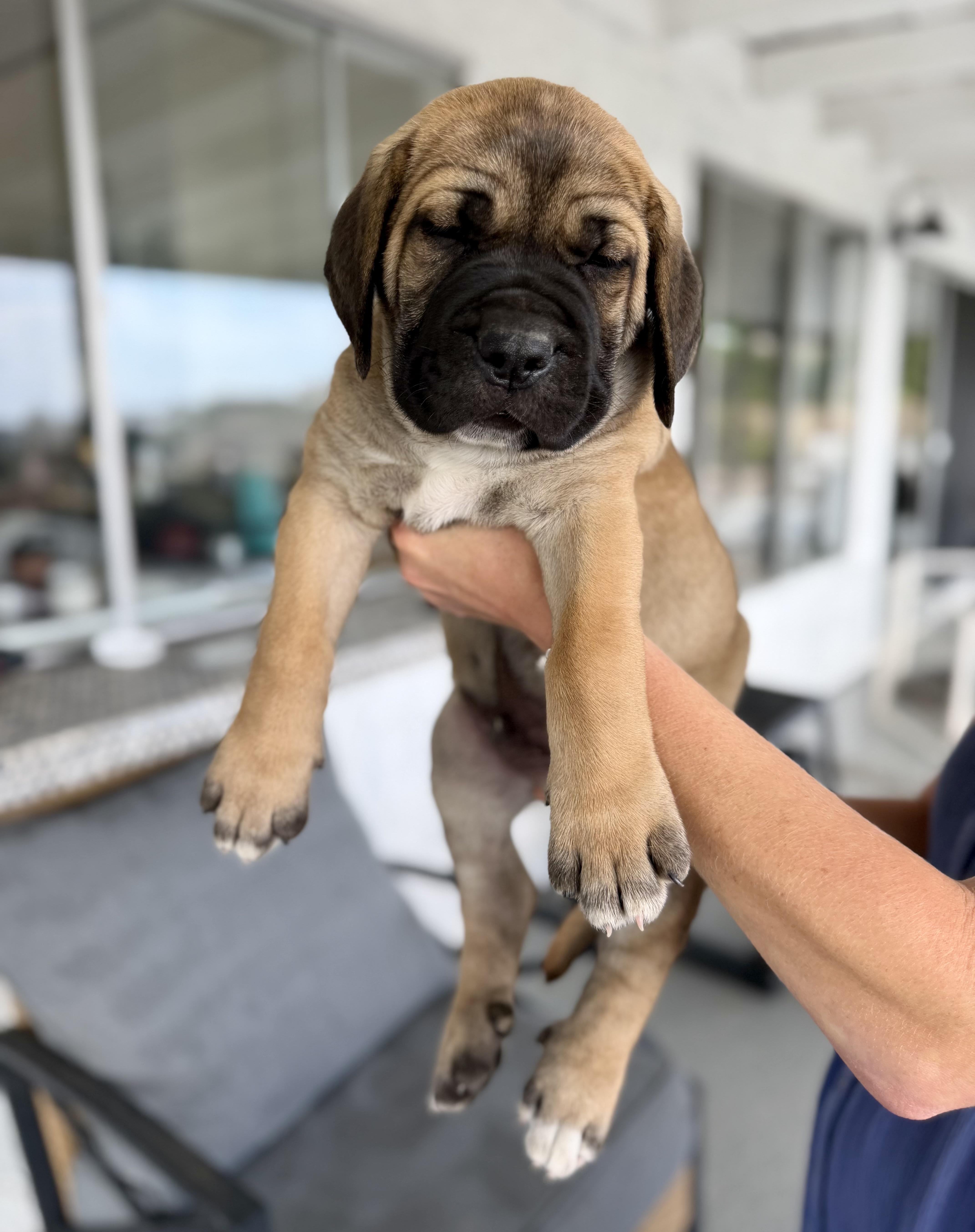A baby extra large-sized male Cane Corso dog named Puppy   Look for adoption in Los Angeles, CA