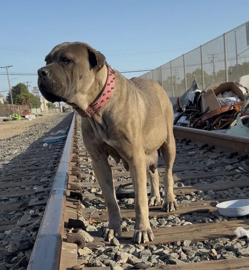 Puppy   Look thumbnail 3