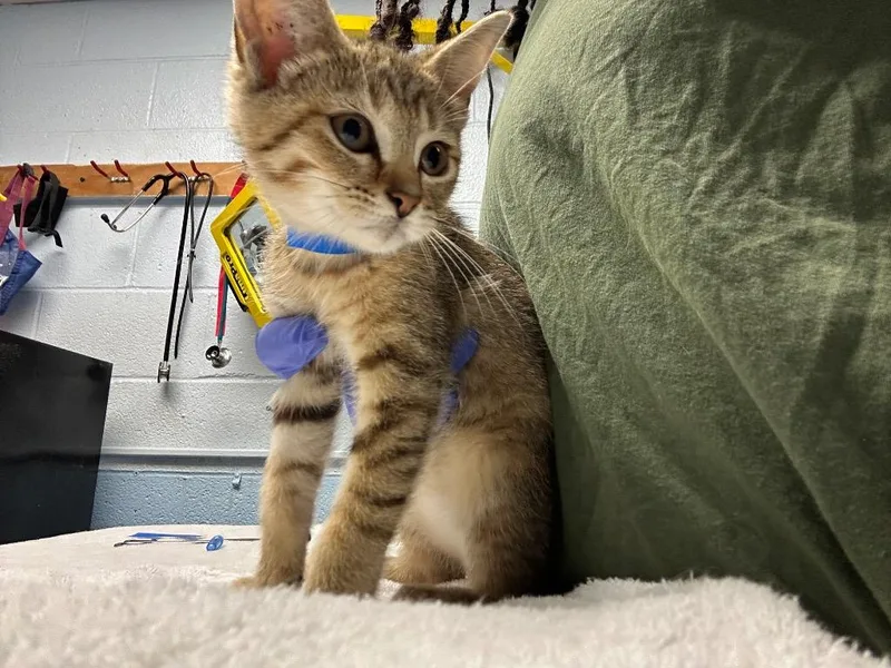 A baby small-sized female Domestic Short Hair cat named Red for adoption in Detroit, MI