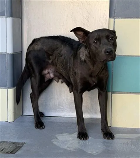 A young medium-sized female Pit Bull Terrier dog named Chili for adoption in Thousand Palms, CA