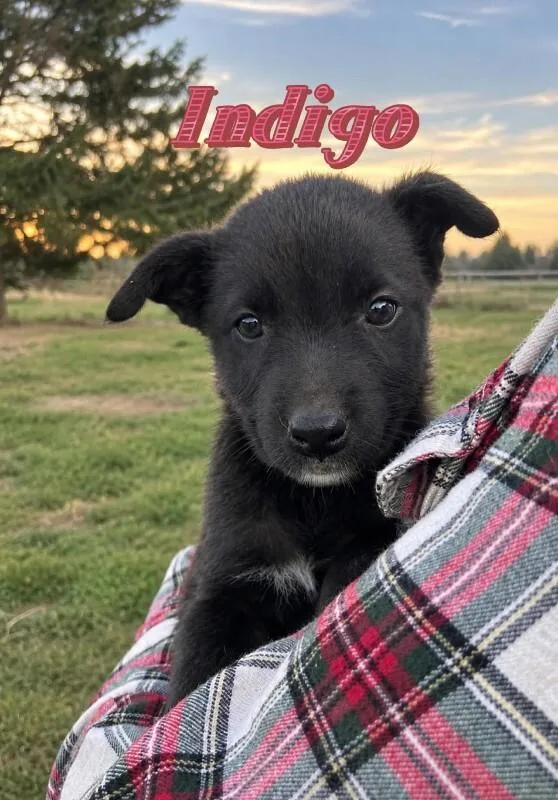 A young medium-sized female Black Labrador Retriever dog named Indigo for adoption in North Bend, WA